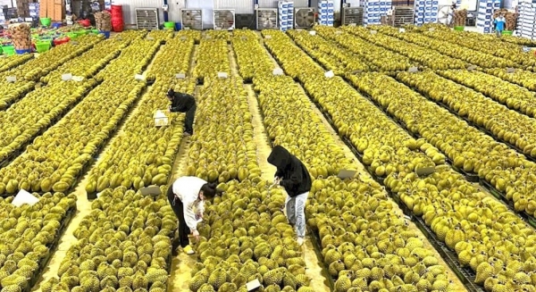 Tăng cường quản lý chất lượng sản phẩm sầu riêng phục vụ xuất khẩu