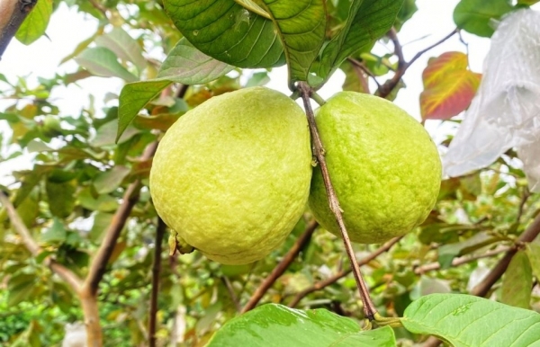 Trồng ổi Ba Cụp Kỳ Đồng: Đặc sản OCOP ở Hà Tĩnh