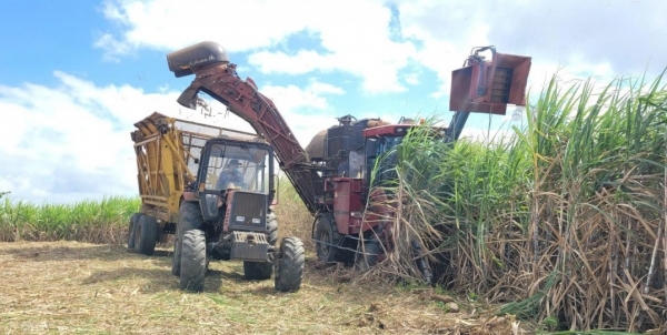 Gia Lai: Đề nghị tiếp tục gia hạn biện pháp chống bán phá giá để bảo vệ ngành mía đường