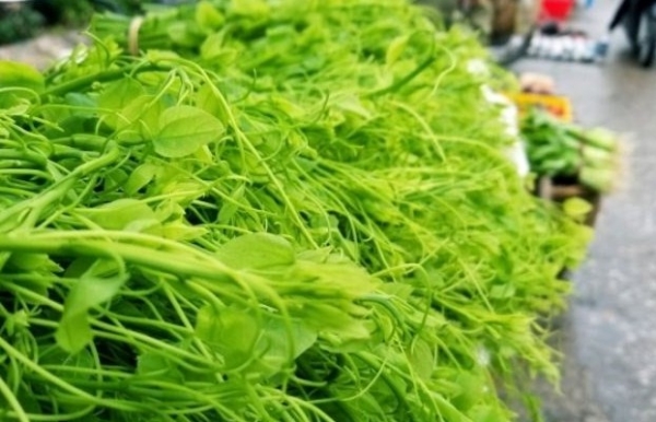 Rau bò khai (rau Dạ Hiến) - Đặc sản của núi rừng phía Bắc