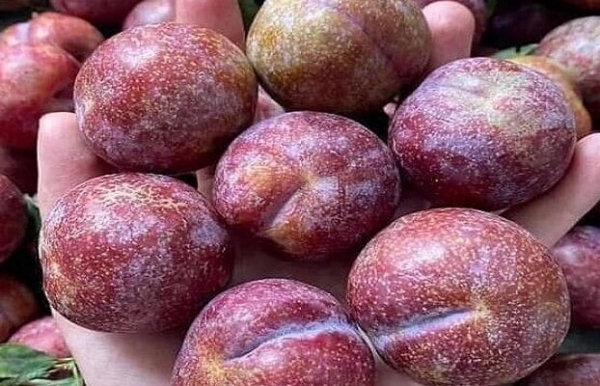 Mận Hậu Mộc Châu (Sơn La): Vị ngọt lịm của cao nguyên