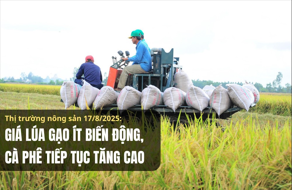 Thị trường nông sản 17/8/2025: Giá lúa gạo ít biến động, cà phê tiếp tục tăng cao