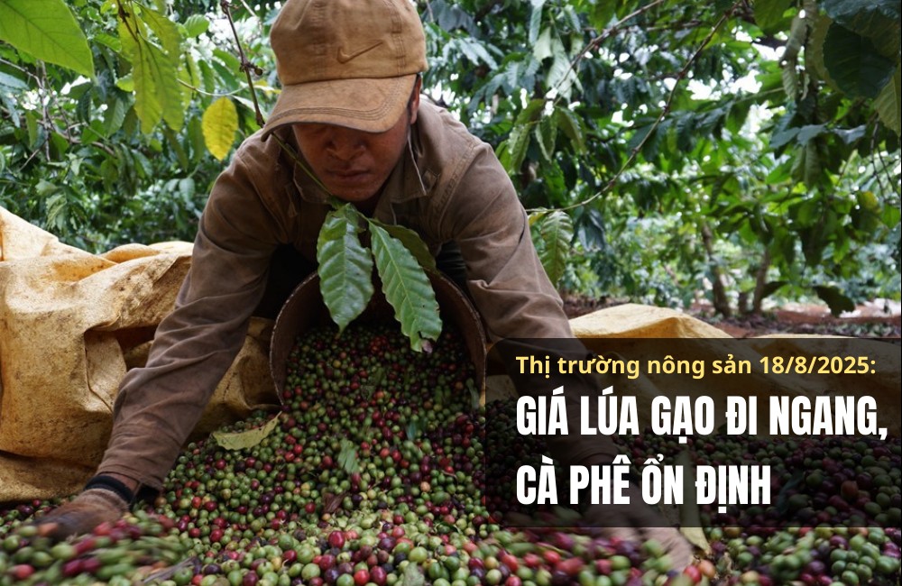 Thị trường nông sản 18/8/2025: Giá lúa gạo đi ngang, cà phê ổn định