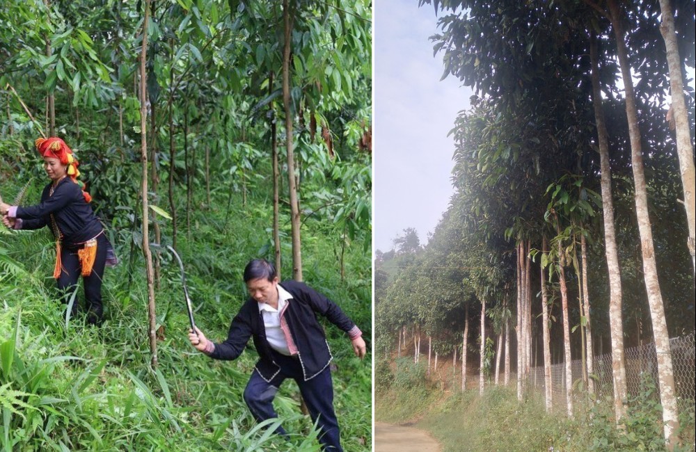 Nâng tầm mô hình trồng quế hữu cơ