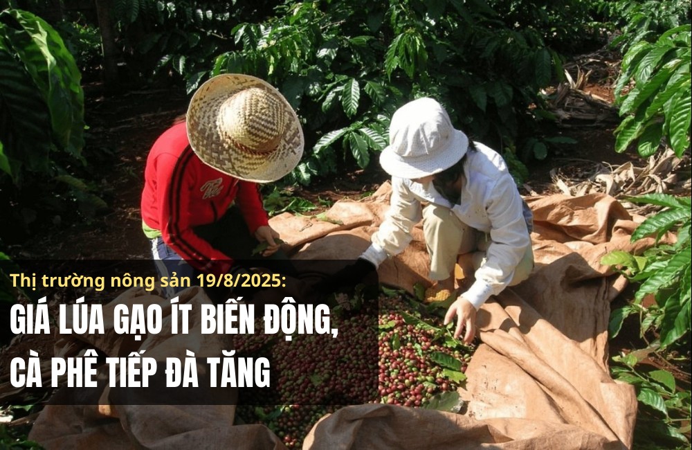 Thị trường nông sản 19/8/2025: Giá lúa gạo ít biến động, cà phê tiếp đà tăng
