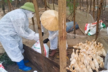 Nghệ An: Xuất hiện nhiều ổ dịch H5N1, tiêu hủy gần 10.000 con gia cầm