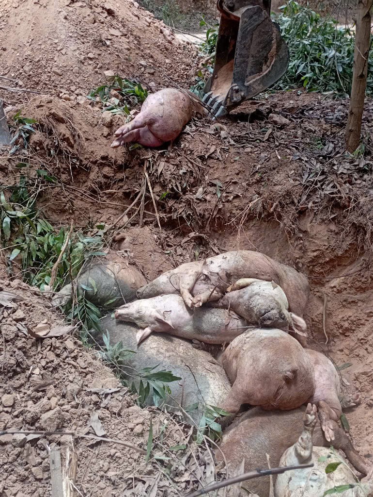 Quảng Trị tiêu huỷ gần 55.000 con lợn do dịch tả lợn châu Phi