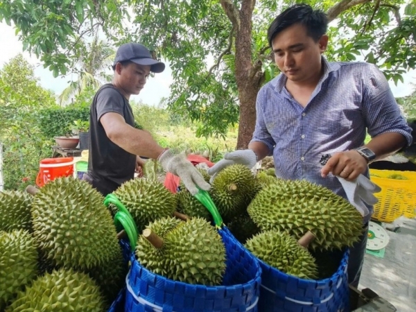 Cần Thơ: Cần sự đồng lòng của “4 nhà” trong phát triển sầu riêng xuất khẩu