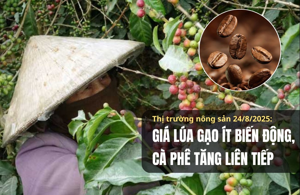 Thị trường nông sản 24/8/2025: Giá lúa gạo ít biến động, cà phê tăng liên tiếp