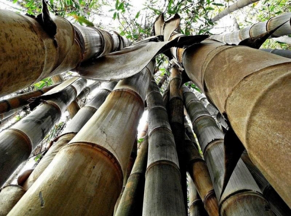 Gia Lai: Cấp phép xuất khẩu hơn 88.000 cây tre giống sang Campuchia để trồng khảo nghiệm