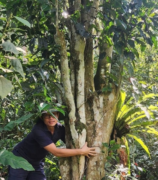 Bài 2: Chè sạch, giá cao “tấm vé vàng” vào thị trường xuất khẩu