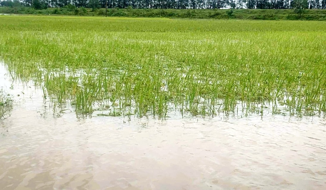 Nghệ An: Quy định mức hỗ trợ sản xuất nông nghiệp để khôi phục sản xuất, thiệt hại do thiên tai, dịch hại thực vật