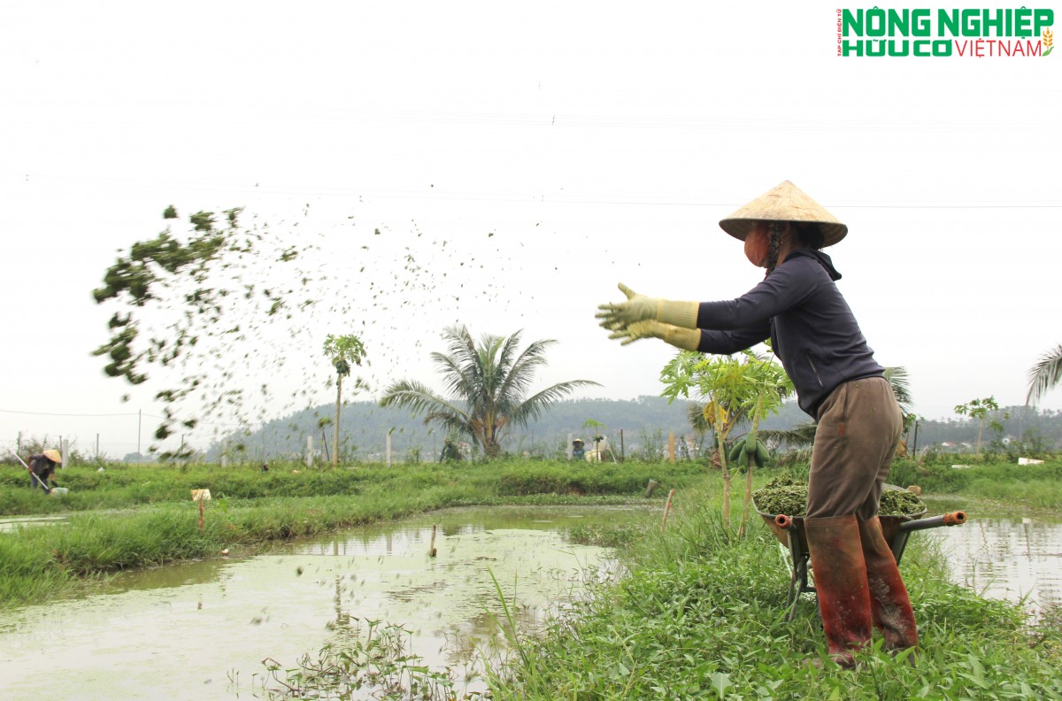 “Lão nông” biến đầm lầy thành trang trại nuôi ốc, thoát nghèo trên mảnh đất quê hương