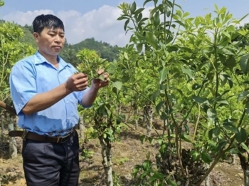 Chuyện Bí thư xóm người Dao “chưng cất” giấc mơ xoá nghèo trên đỉnh non cao