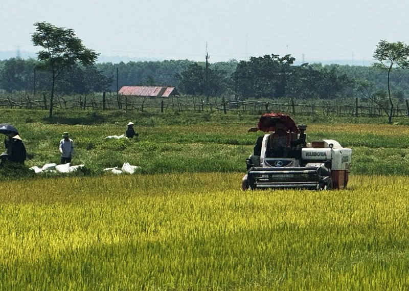 Quảng Trị: Khẩn trương thu hoạch lúa hè-thu trước mùa mưa bão