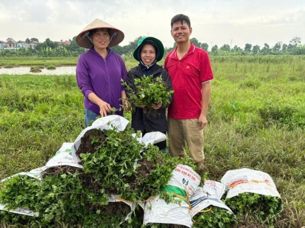 Hà Nội: Hỗ trợ trồng cây dược liệu Cúc Chi tại xã Phú Xuyên