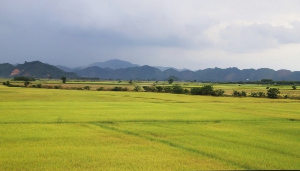 Philippines tạm ngừng nhập khẩu gạo: Nông dân, doanh nghiệp chủ động tìm thị trường mới