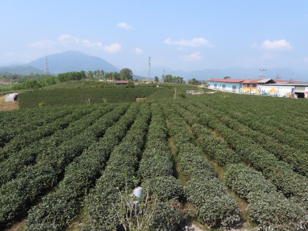 Quảng Ninh: Chuẩn bị tổ chức hội thảo về chè tại xã Đường Hoa