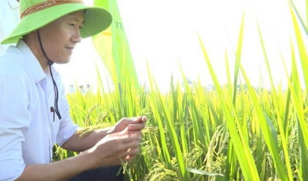 Nông dân "rủ nhau" trồng lúa hữu cơ ở Đan Điền