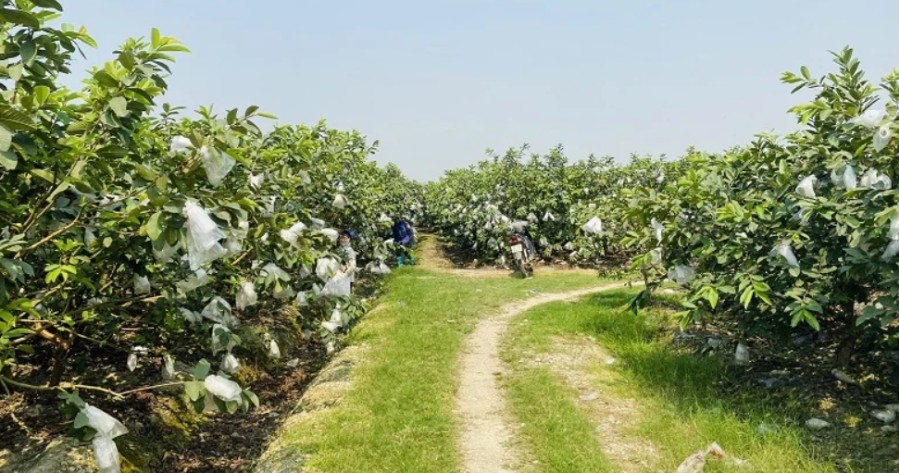 Thương hiệu ổi lê giúp nông dân vươn lên làm giàu