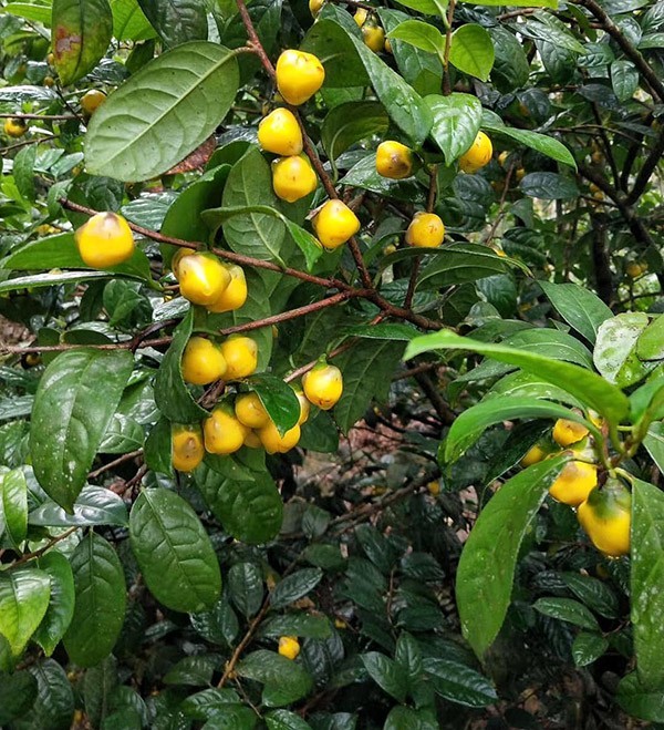 Quảng Ninh: Một nông dân được vinh danh “Nông dân Việt Nam xuất sắc” năm 2025