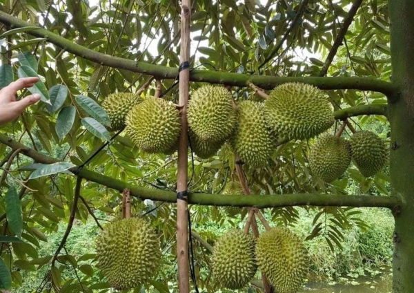 Quyết liệt nâng cao chất lượng sầu riêng, đáp ứng yêu cầu thị trường quốc tế