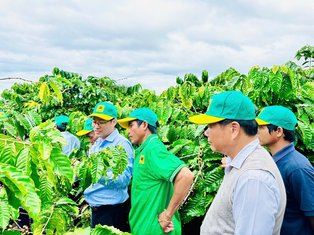 Tại sao cần canh tác cà phê thông minh?