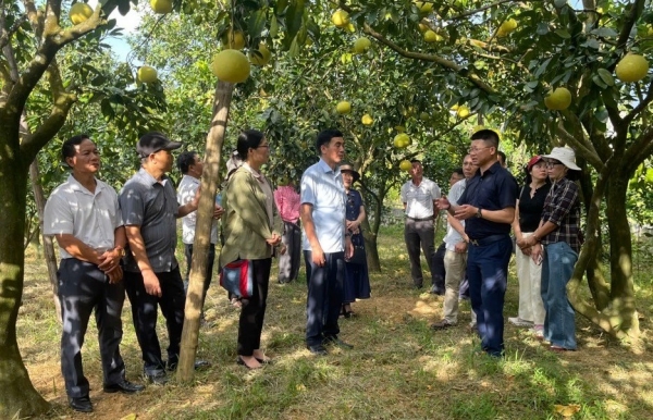 Hội nghị xúc tiến tiêu thụ bưởi Phúc Trạch sản xuất theo tiêu chuẩn hữu cơ