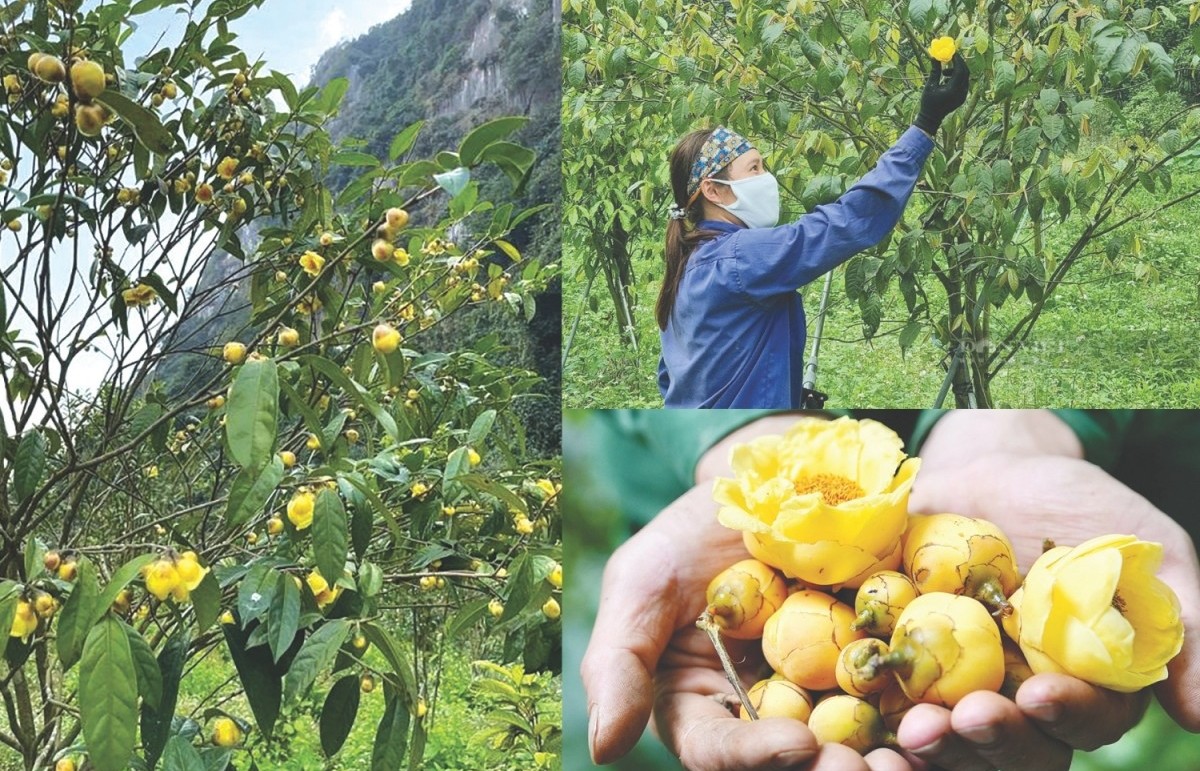 Nông nghiệp Ninh Bình phát triển theo hướng đa giá trị, bền vững và hội nhập quốc tế