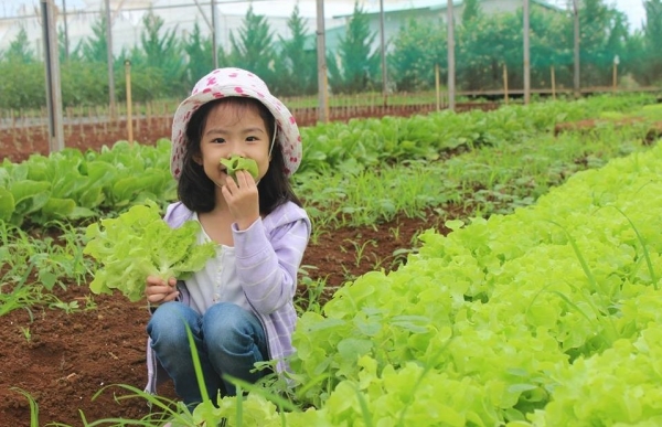 Chọn hữu cơ hôm nay, đầu tư cho tương lai xanh