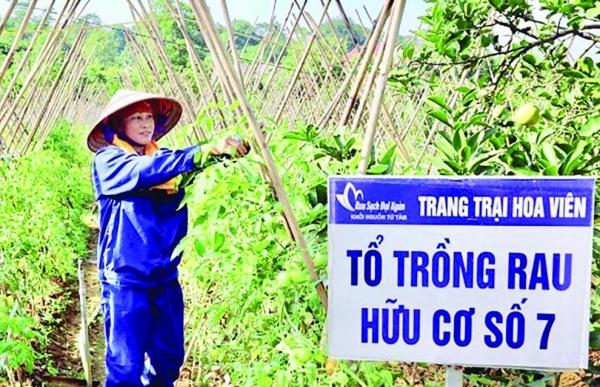 Phát triển nông nghiệp hữu cơ bền vững: Cần có sự vào cuộc đồng bộ