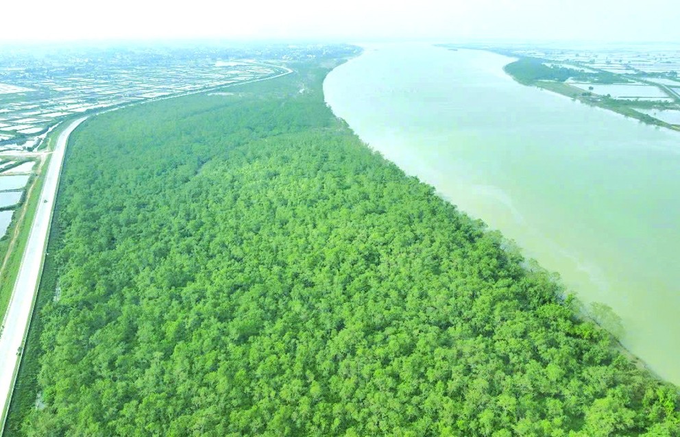 Những giá trị to lớn từ việc trồng rừng ngập mặn