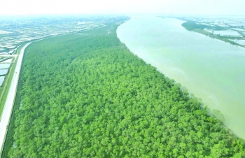 Những giá trị to lớn từ việc trồng rừng ngập mặn