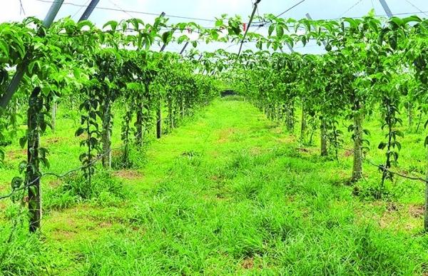 Hành trình “quả vàng hữu cơ” giữa đại ngàn Tây Nguyên