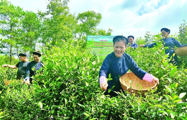 Chè Đoỏng Pán ngát hương thơm vị miền non nước