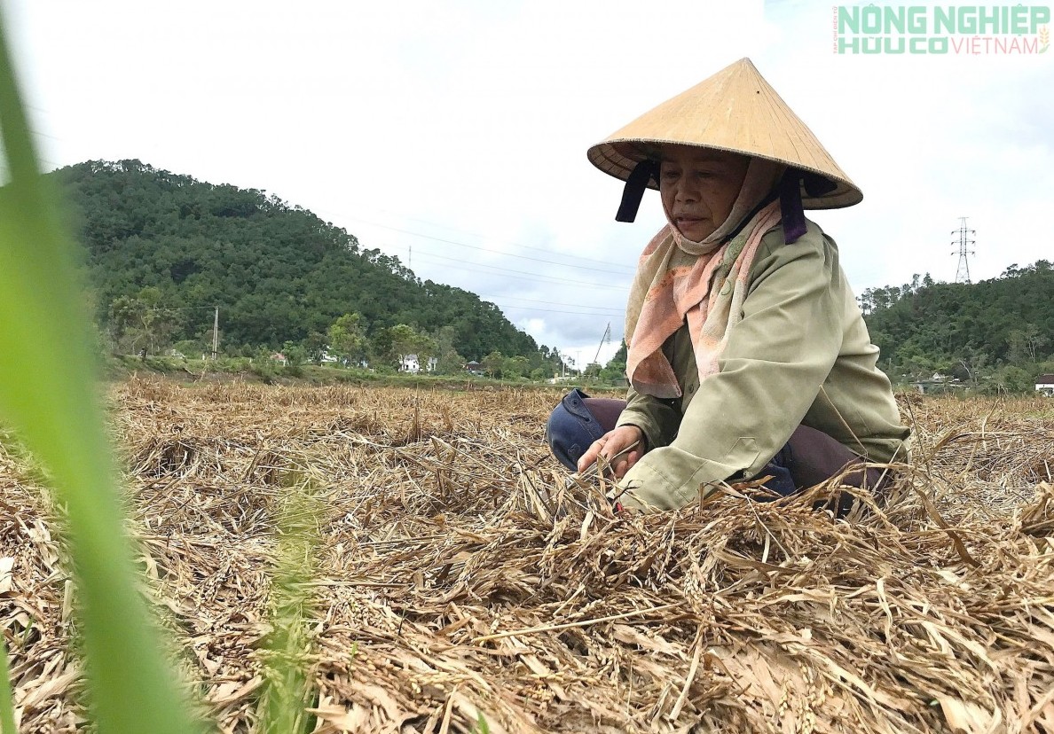 Xót xa những "mầm xanh" trên đồng ruộng xứ Nghệ