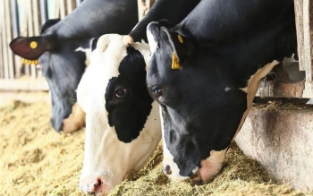 Khám phá bữa ăn với hàng chục nguyên liệu khoái khẩu của bò sữa TH true MILK