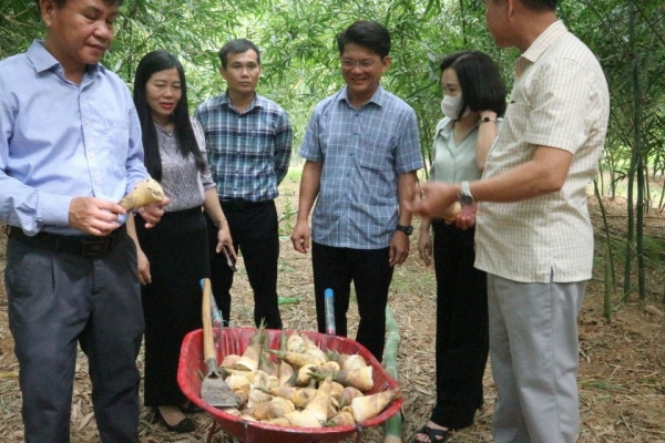 Măng Lục trúc Bamovina Đức Thành đạt chứng nhận sản phẩm hữu cơ Việt Nam