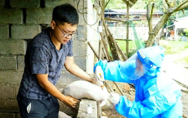 Cao Bằng: Dịch tả lợn Châu Phi từng bước được kiểm soát