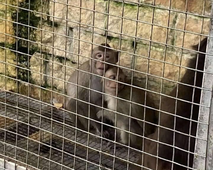 Yêu cầu kiểm tra thông tin phản ánh việc nuôi nhốt động vật hoang dã trái phép