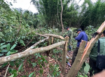 Xử lý nghiêm, dứt điểm các vụ vi phạm về lâm nghiệp