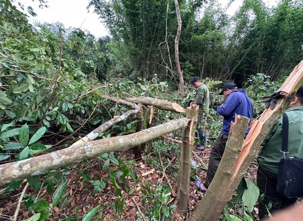 Xử lý nghiêm, dứt điểm các vụ vi phạm về lâm nghiệp