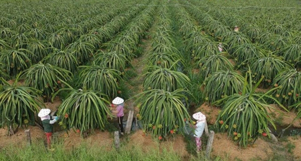 Tăng tốc việc cấp mã số vùng trồng, tạo đà cho xuất khẩu chính ngạch sang Trung Quốc