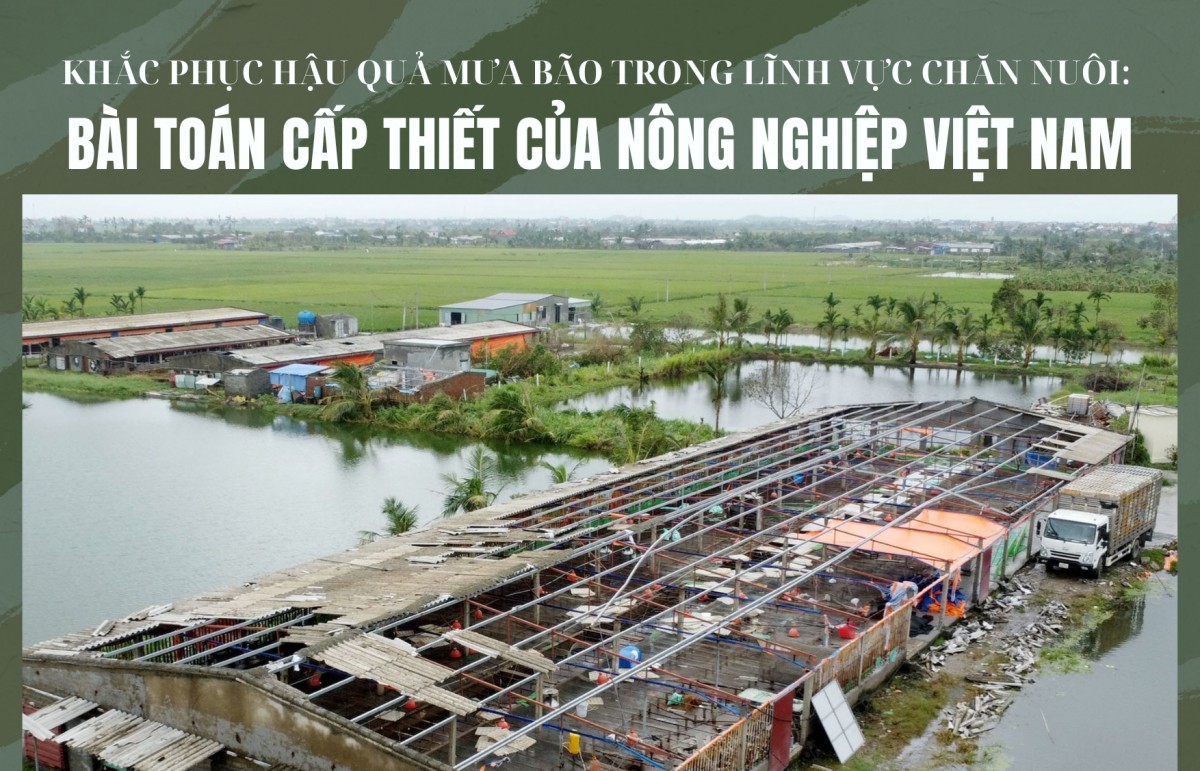 Khắc phục hậu quả mưa bão trong lĩnh vực chăn nuôi: Bài toán cấp thiết của nông nghiệp Việt Nam