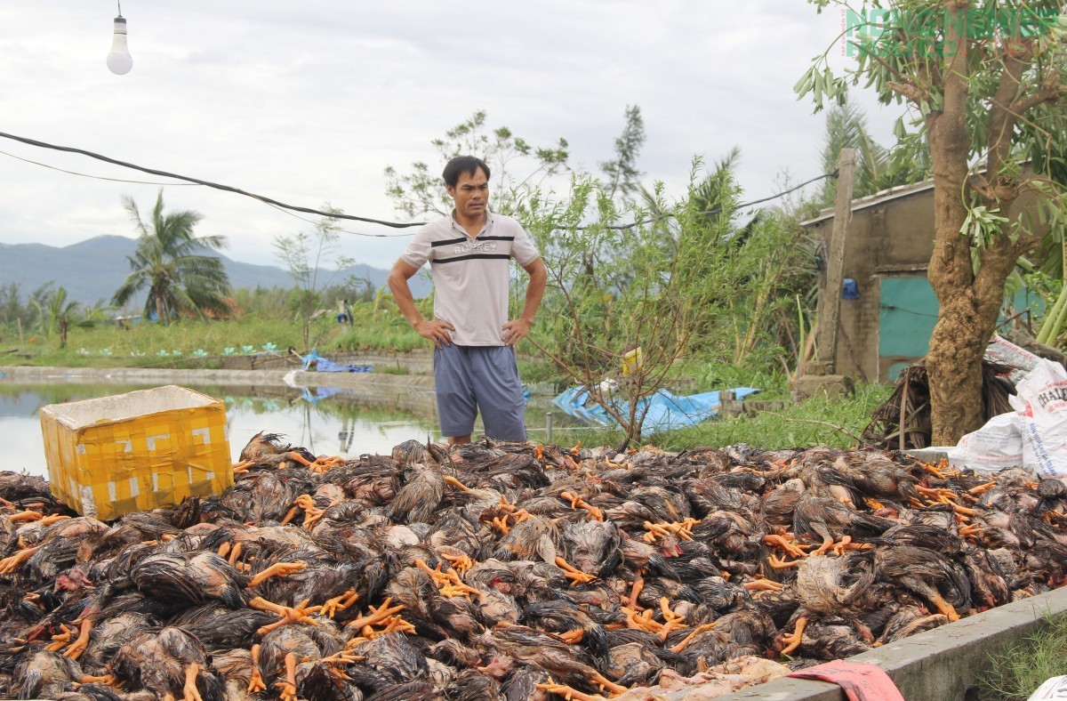 Nhói lòng nông dân xứ Nghệ chứng kiến hàng nghìn con gà bị chết do mưa lũ