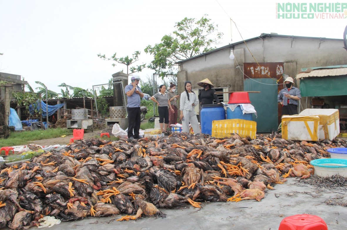 Bão số 10 khiến hơn 300.000 gia súc, gia cầm ở Nghệ An bị chết