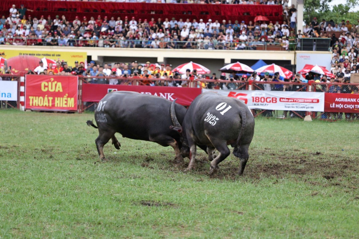 Rộn ràng Lễ hội chọi trâu truyền thống Đồ Sơn năm 2025