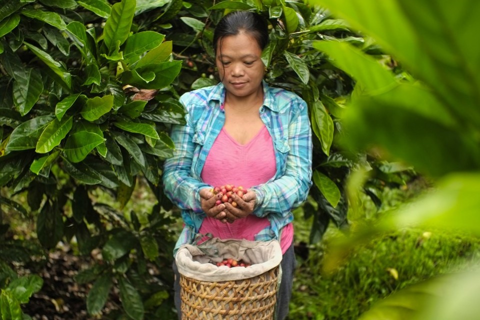 JICA hỗ trợ nông hộ trồng cà phê thích ứng với biến đổi khí hậu