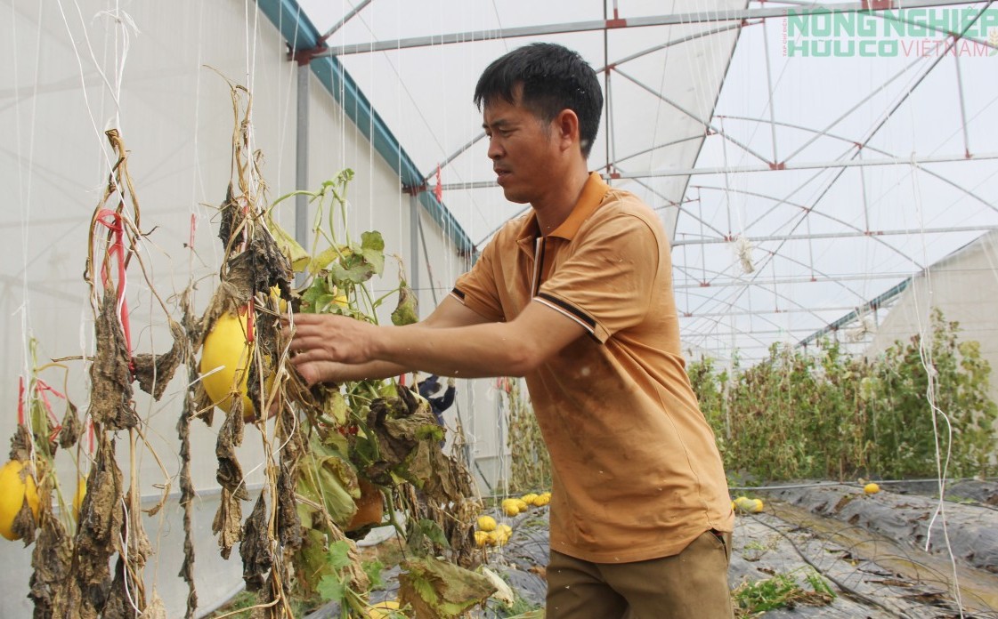 Bão số 10 “thổi bay” hơn 60 nhà lưới, nhà màng ở Nghệ An, nhiều nông dân trắng tay