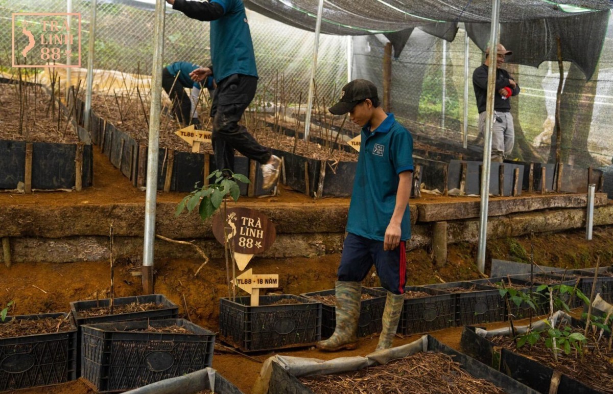 Đà Nẵng: Yêu cầu xử lý nghiêm việc phá rừng tự nhiên trồng sâm Ngọc Linh